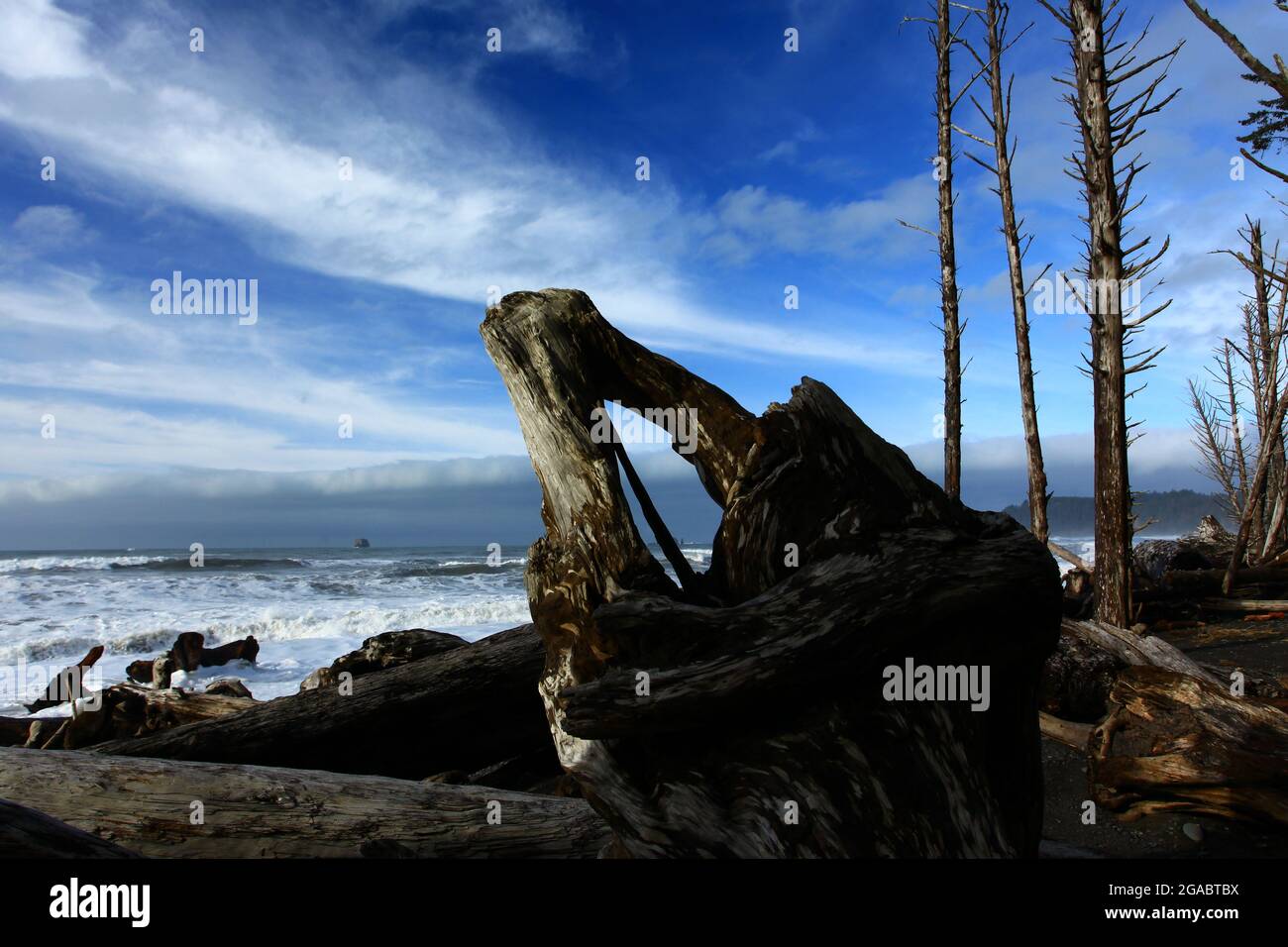 Ein Außenbild eines Pazifischen Nordwestrands mit Treibholz Stockfoto