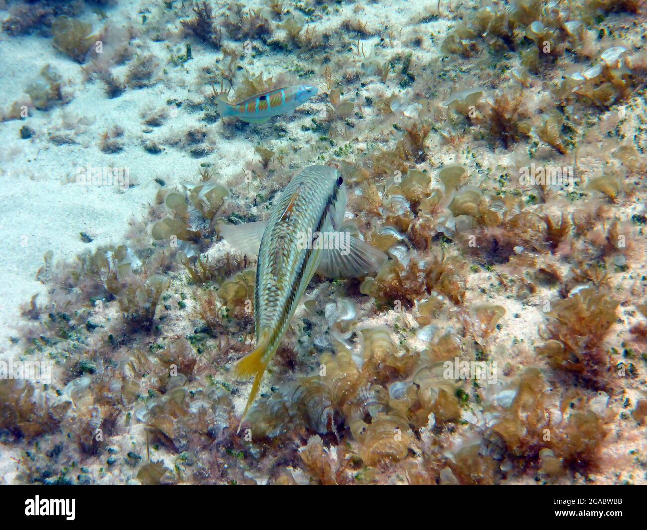 Rote Meeräsche, Mallorca, Mittelmeer Stockfoto