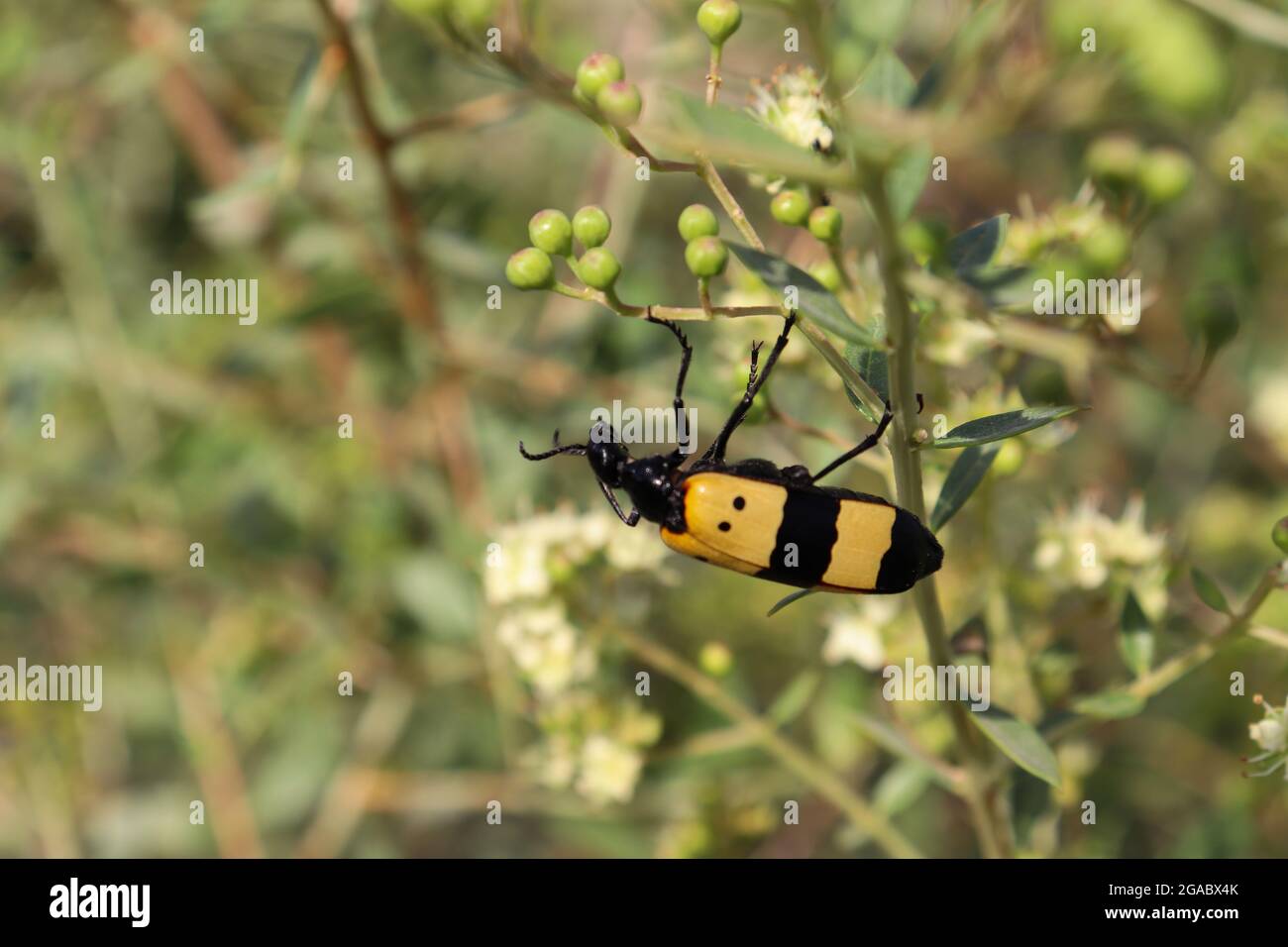 Ein Bug aus gelber Baumwolle auf Flower Outdoor Park Wildlife Photography Stockfoto