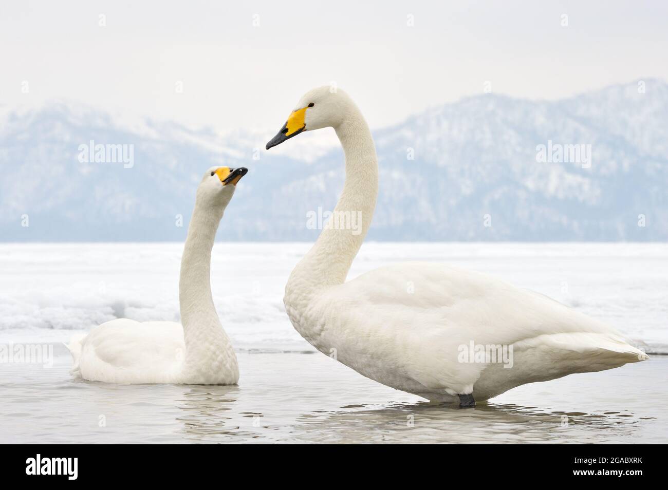 Singschwan (Cygnus cygnus), ein erwachsenes Paar, das auf dem gefrorenen See, dem Kussaro-See, Akan N.P., Hokkaido, Japan, ruft und zeigt Stockfoto