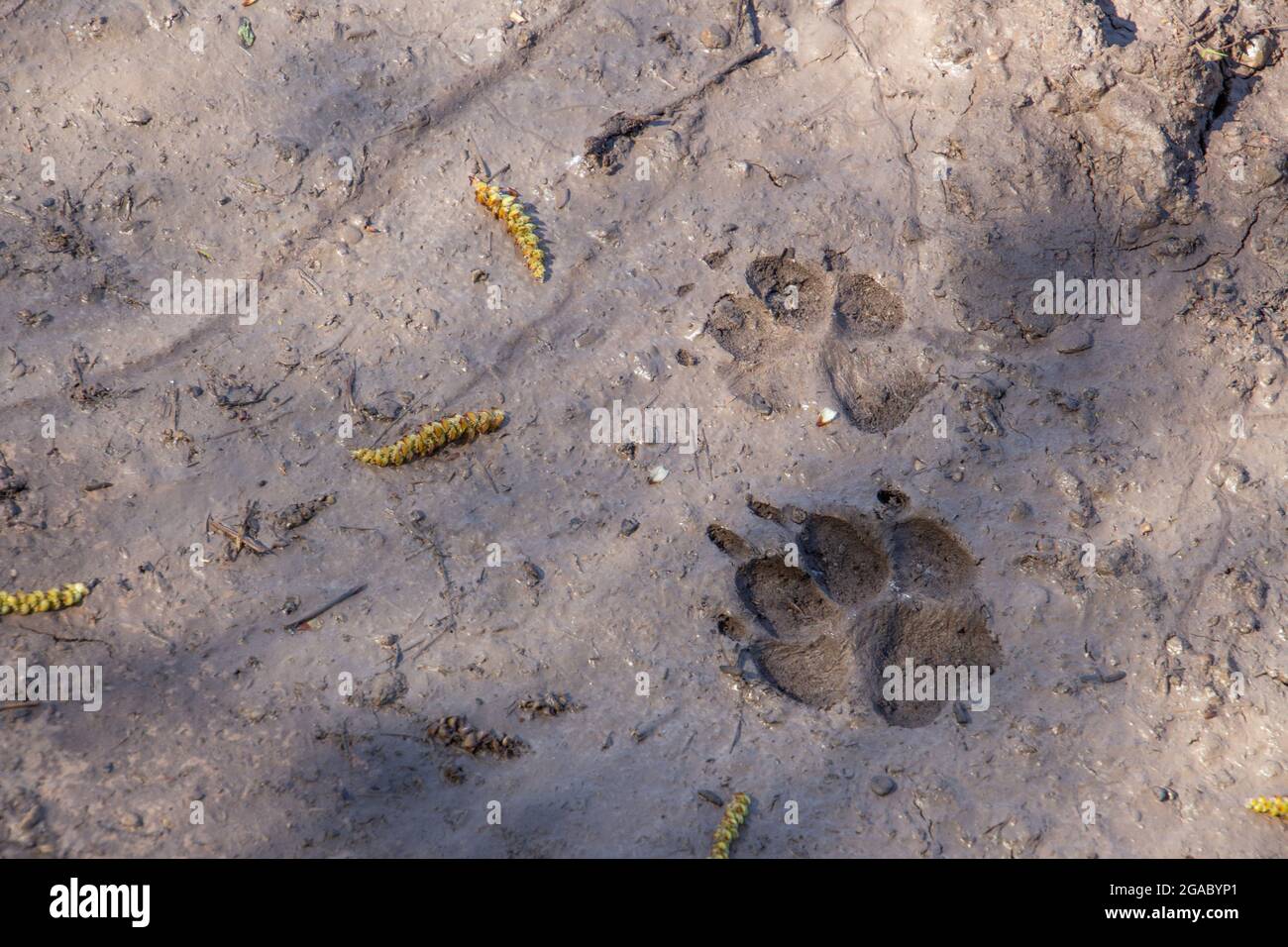 Hund oder Wolf Spur im Schlamm Stockfoto