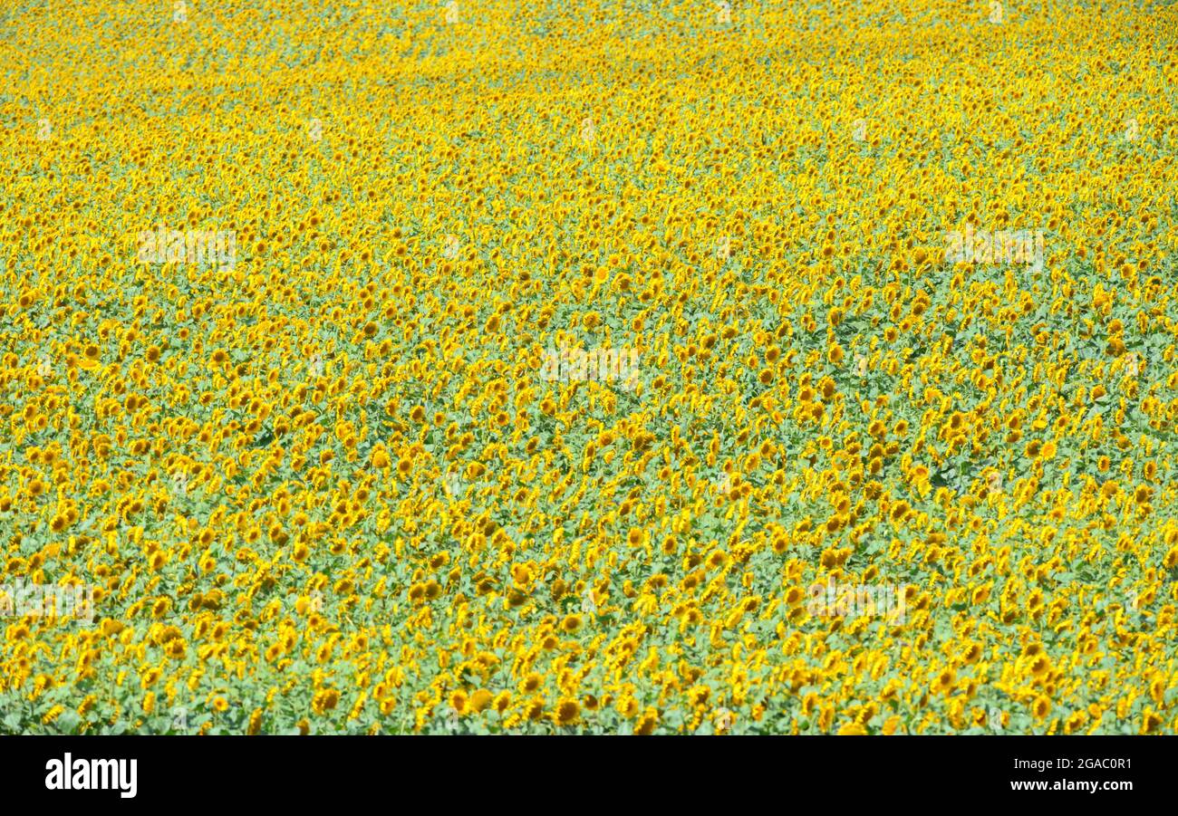 29. Juli 2021, Brandenburg, Schwedt/OT Flemsdorf: Sonnenblumen stehen nachmittags auf einem Feld, ihre Blüten wenden sich nach Osten. Während sich die Blätter und Knospen junger Sonnenblumen immer der Sonne zuwenden und dem Licht von Ost nach West folgen (Heliotropismus), tun die fruchtenden Stiele und Blüten dies nicht mehr, nachdem der Stiel verhärtet ist und immer in Richtung Sonnenaufgang zeigen. Foto: Soeren Sache/dpa-Zentralbild/ZB Stockfoto