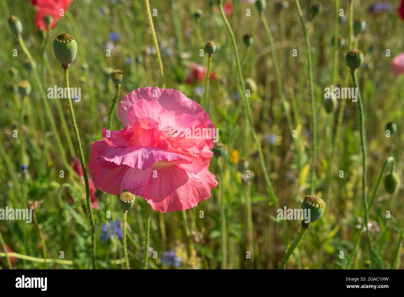Schöne rosa Mohnblume und grüne Wiese im Sommer Botanik Nahaufnahme Stockfoto