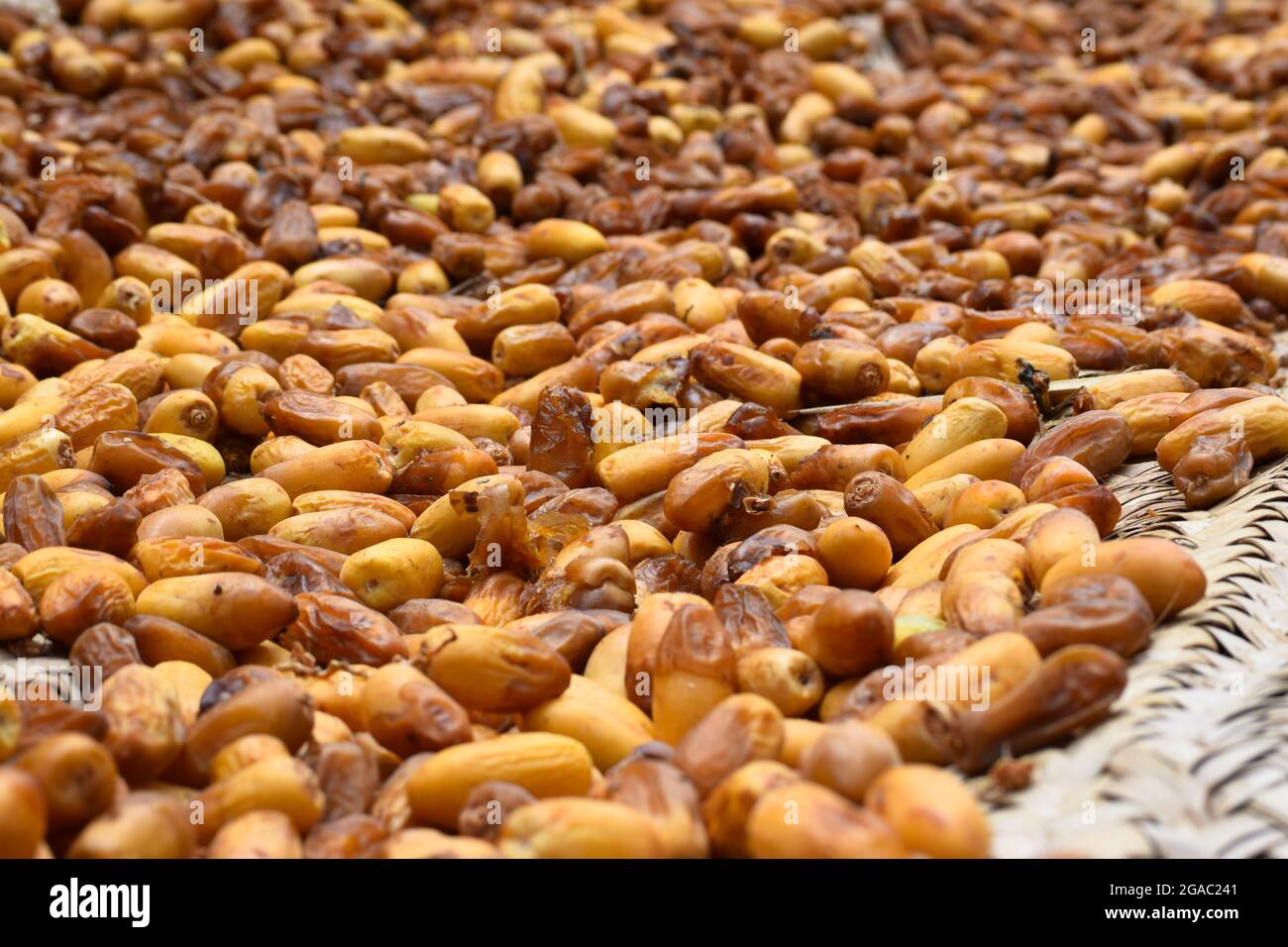 Süße Früchte Datteln gelb in Farbe hängen in Gartenfutter Stockfoto