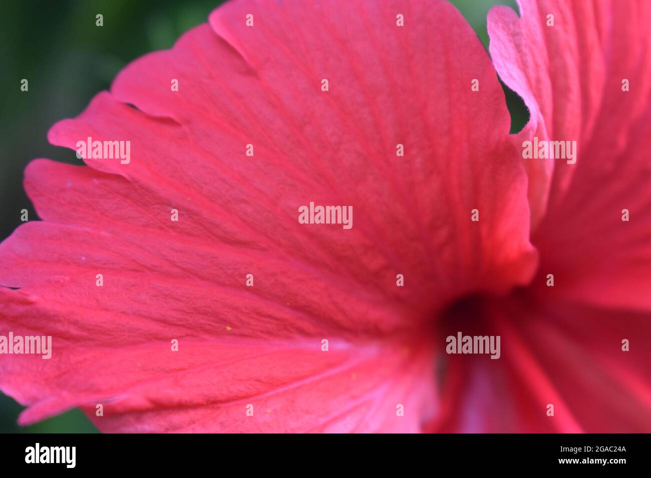 Sehr nahe Makroansicht der Hibiskusblüten, Blütenblätter der roten Hibiskusblüte mit natürlichen Linien Stockfoto