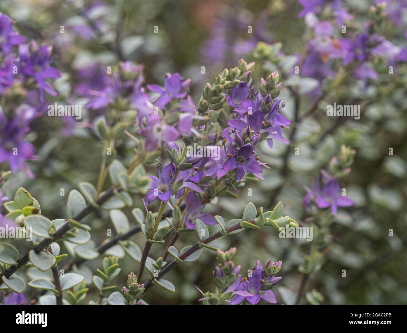 Die blassvioletten Blüten und kleinen grauen Blätter des Hebe Quicksilver Stockfoto