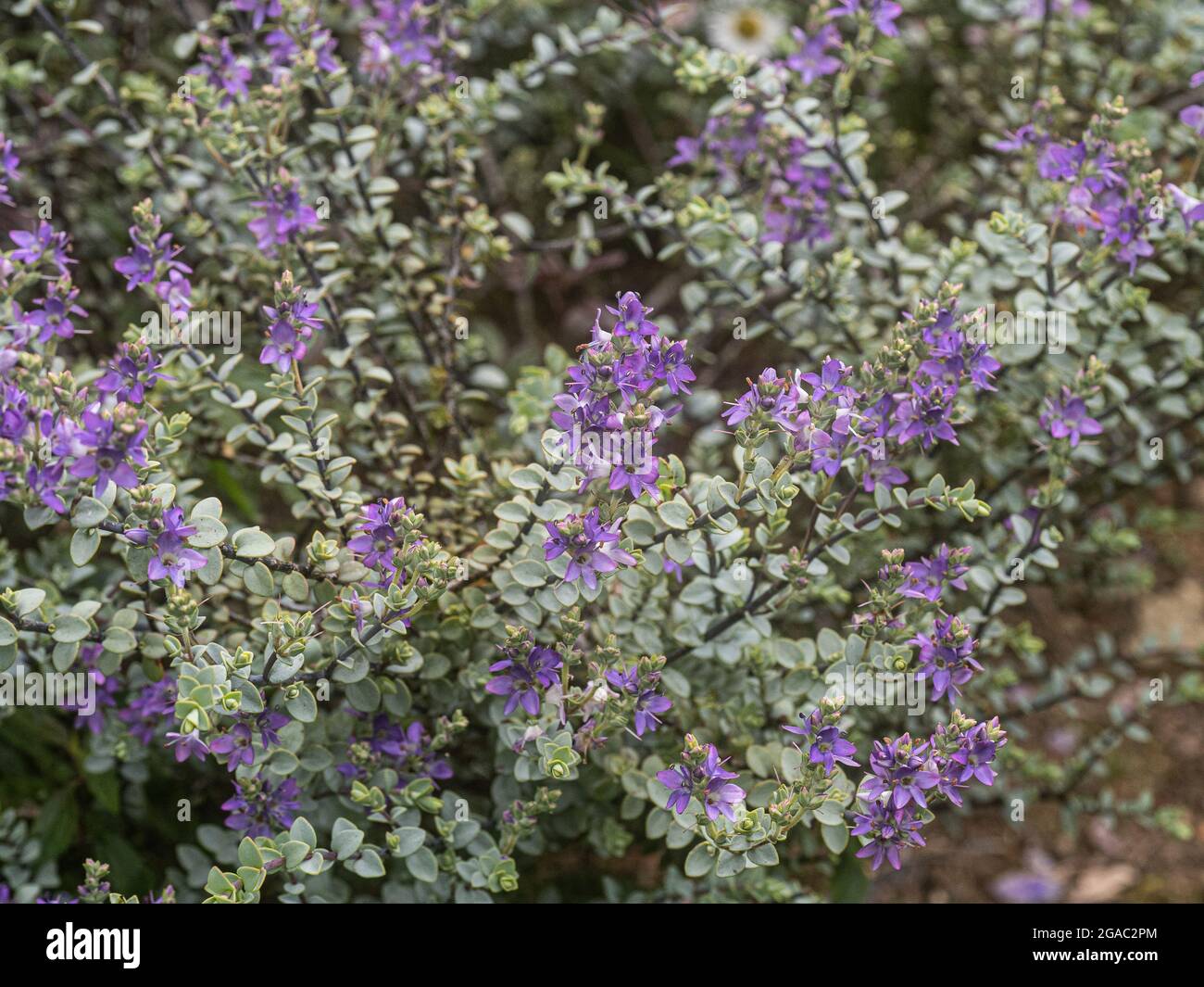 Die blassvioletten Blüten und kleinen grauen Blätter des Hebe Quicksilver Stockfoto