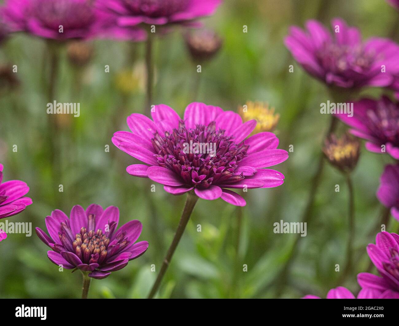 Eine Nahaufnahme einer violetten Blume von Osteospermum Erato Double Bright Violet Stockfoto