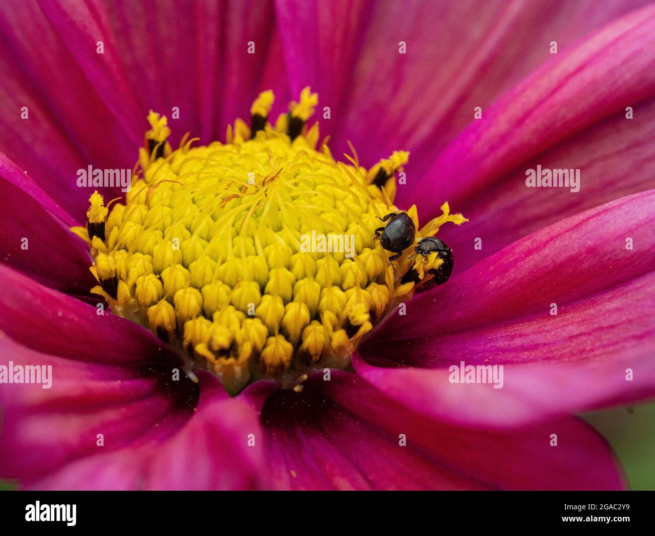 Eine Nahaufnahme des Zentrums einer Cosmos-Blume, die Pollenkäfer zeigt, die sich an den Anthern ernähren Stockfoto