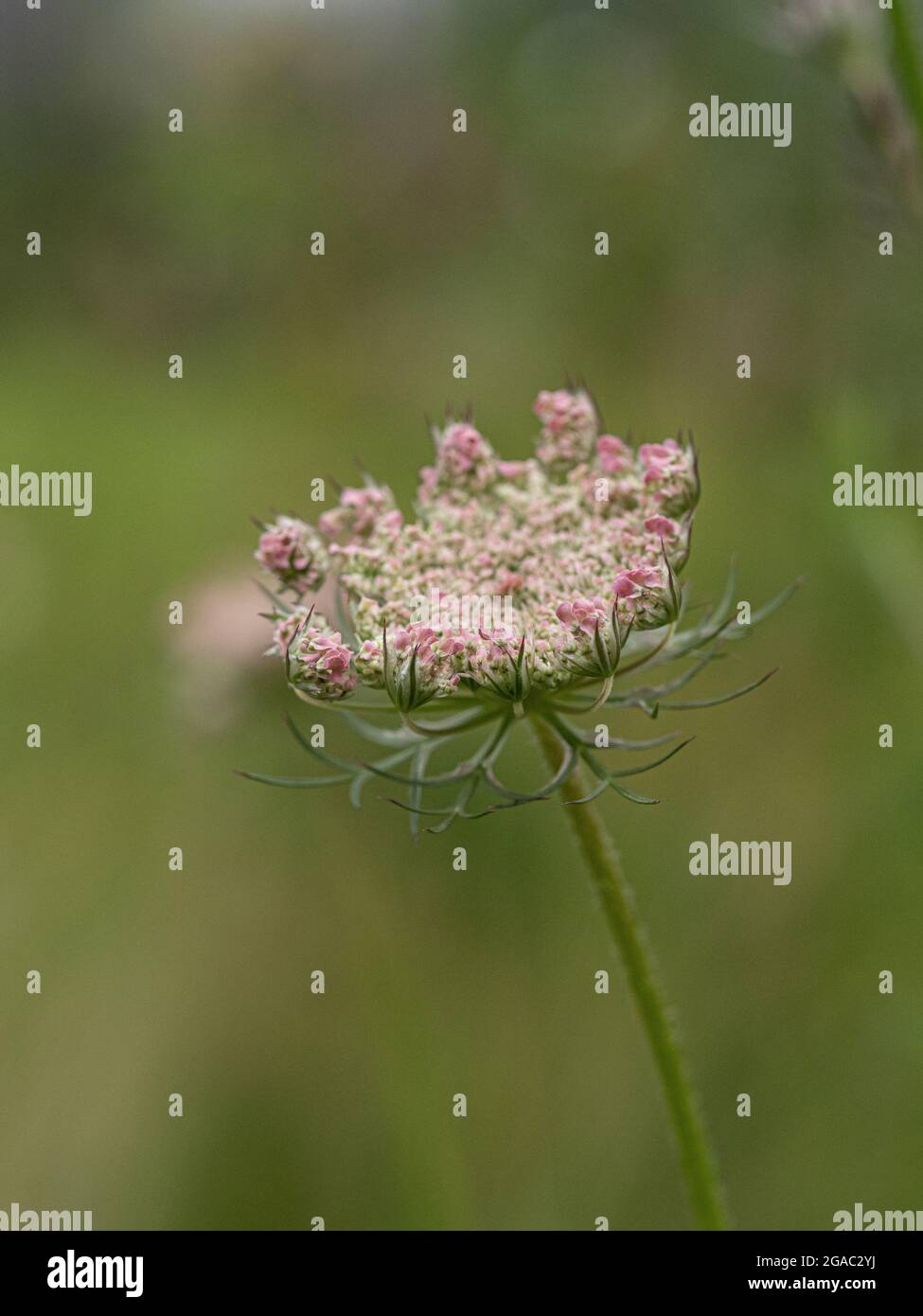 Eine Nahaufnahme des Blütenkopfes einer wilden Karotte Daucus carota vor einem verschwommenen Hintergrund Stockfoto