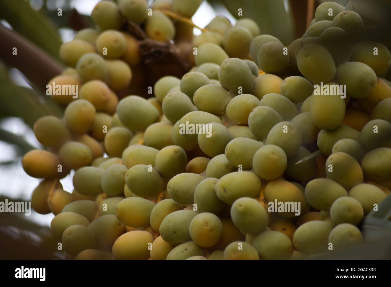 Süße Früchte Datteln gelb in Farbe hängen in Gartenfutter Stockfoto