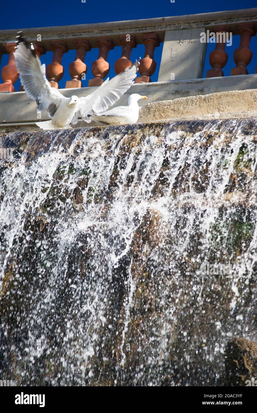 Zwei Seevögel (Seevögel) auf dem Schlosswasserfall in Nizza an der französischen Riviera Stockfoto