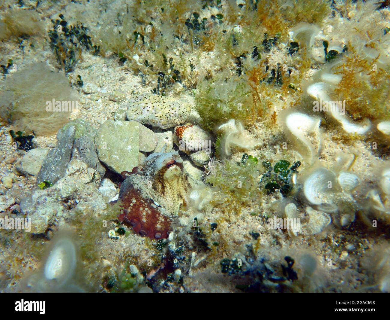 Krake vulgaris, Mittelmeer Stockfoto