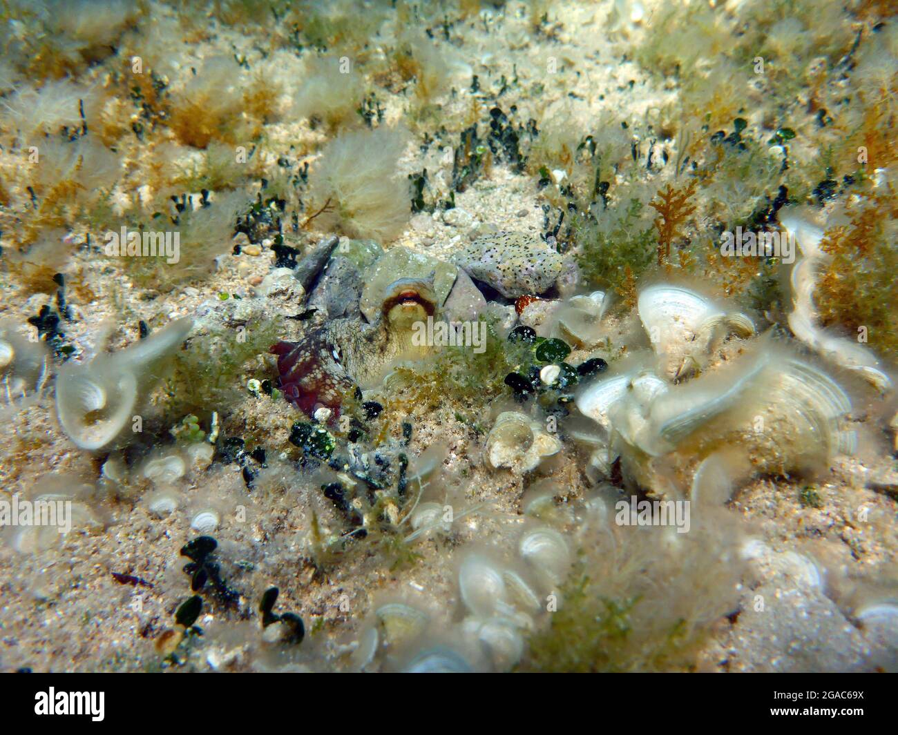 Krake vulgaris, Mittelmeer Stockfoto