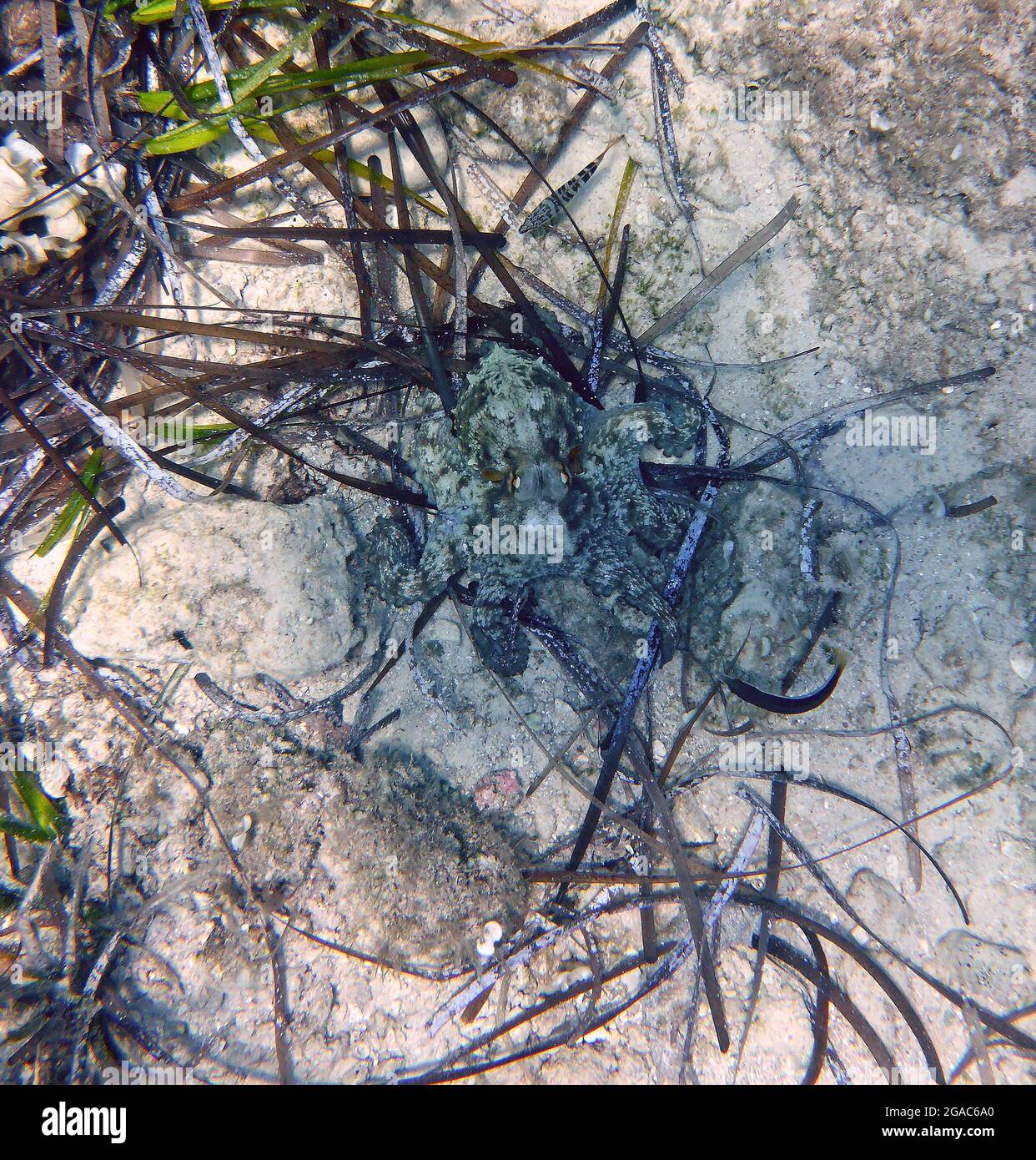 Krake vulgaris, Mittelmeer Stockfoto