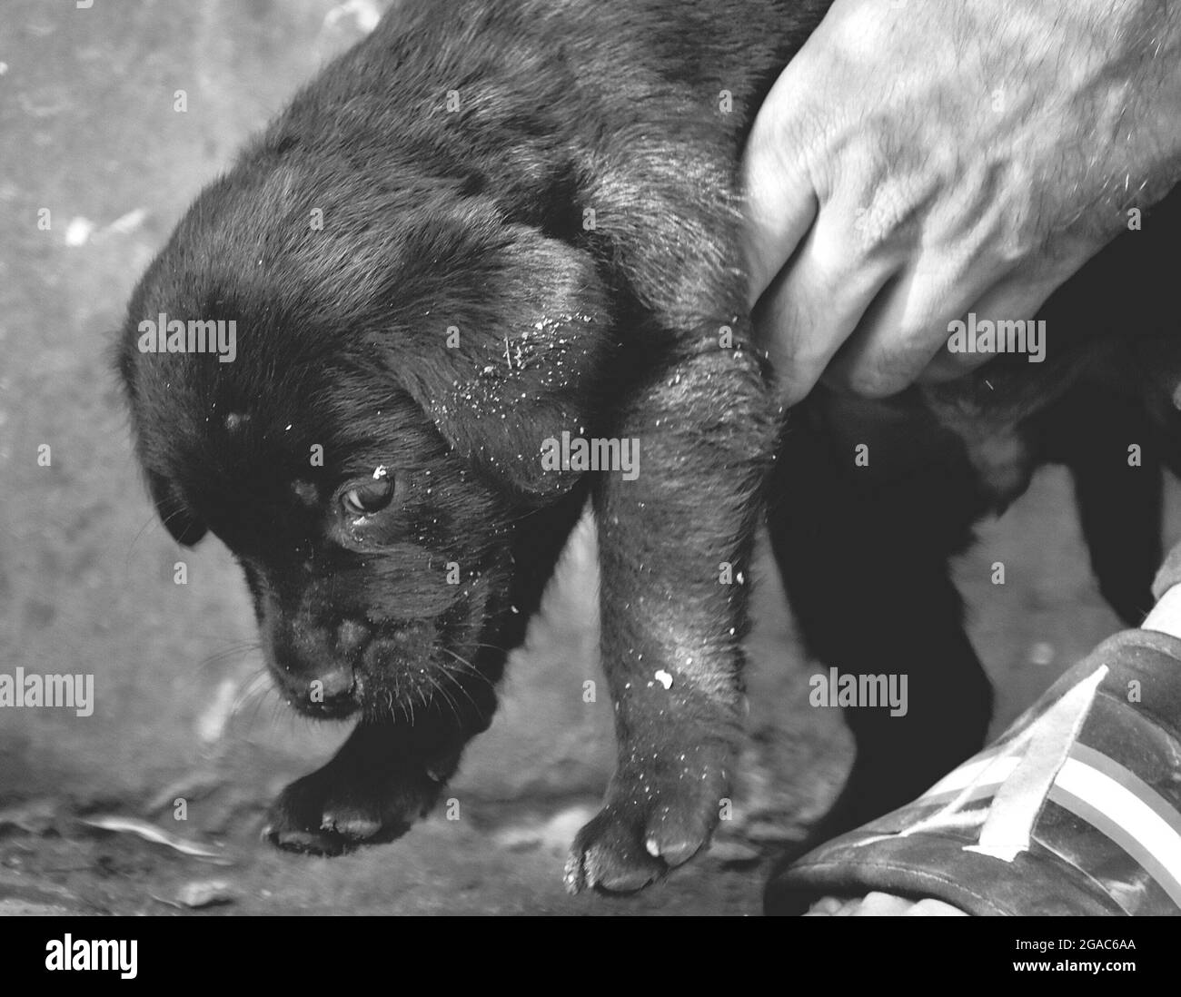 Nahaufnahme eines schwarzen Labrador-Welpen Stockfoto