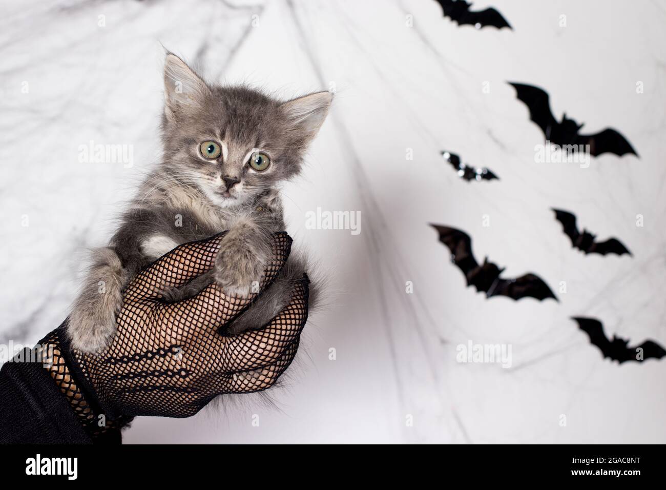 Halloween kleines Kätzchen in den Händen einer Frau in einem Hexenkostüm vor dem Hintergrund mit Fledermäusen Stockfoto