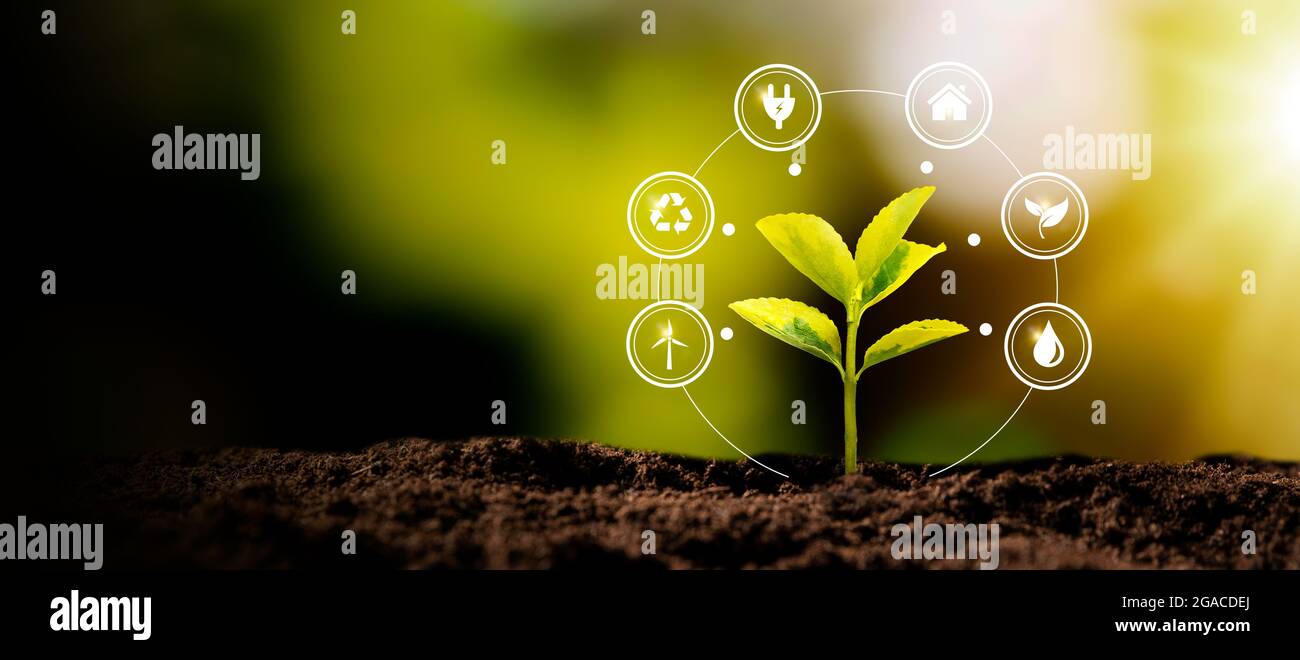 Wachsende Pflanze, Tag der Erde, Umweltschutzkonzept Stockfoto