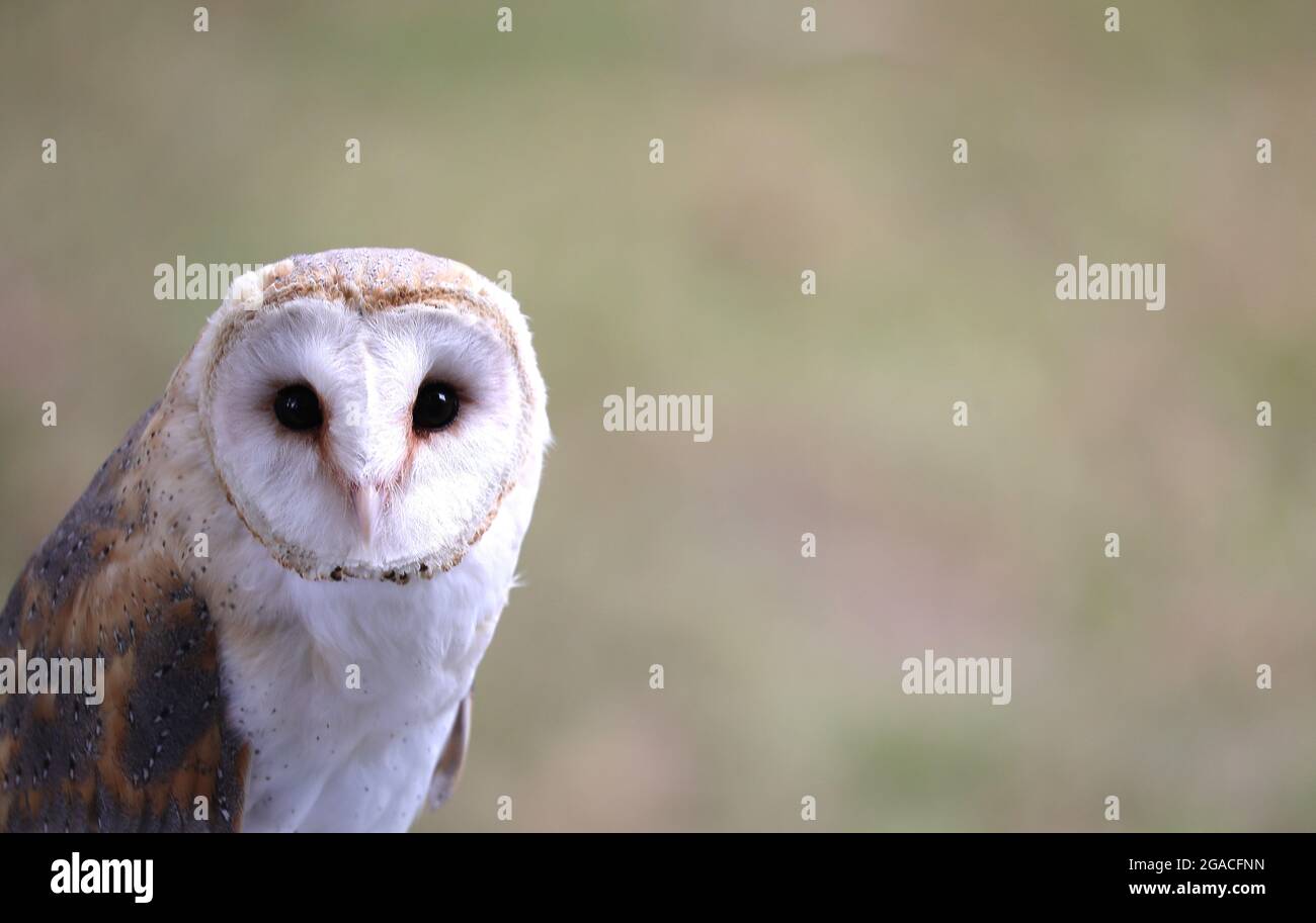 Zwei große Augen des Greifvogels namens Barn Owl und Hintergrund unscharf Stockfoto