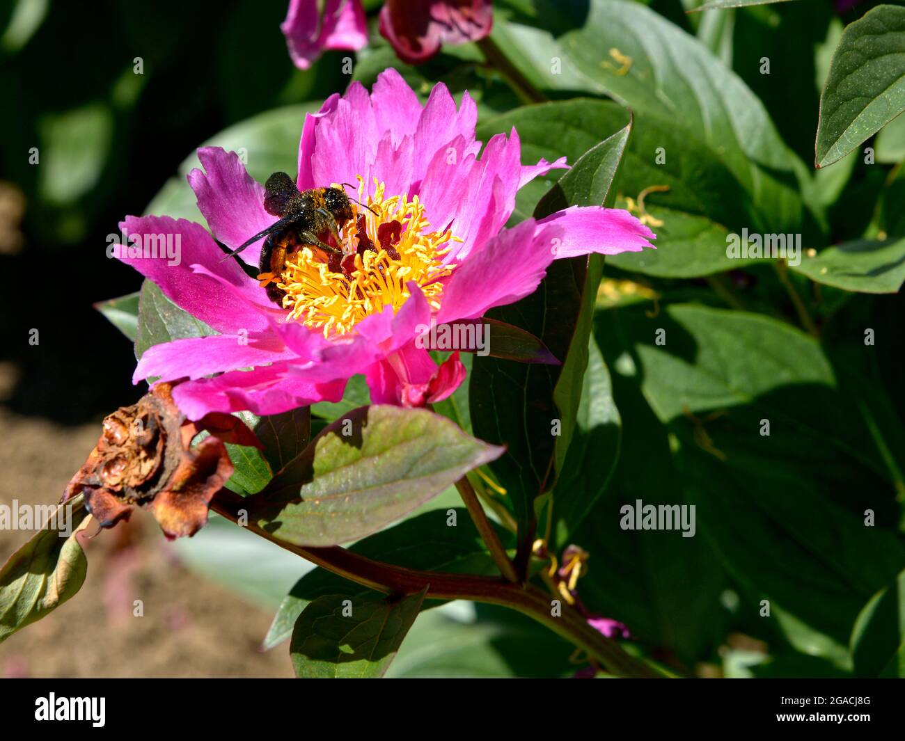 Makro der Hummel (Bombus), die sich mit roter chinesischer peonie ernährt (Paeonia lactiflora) Stockfoto