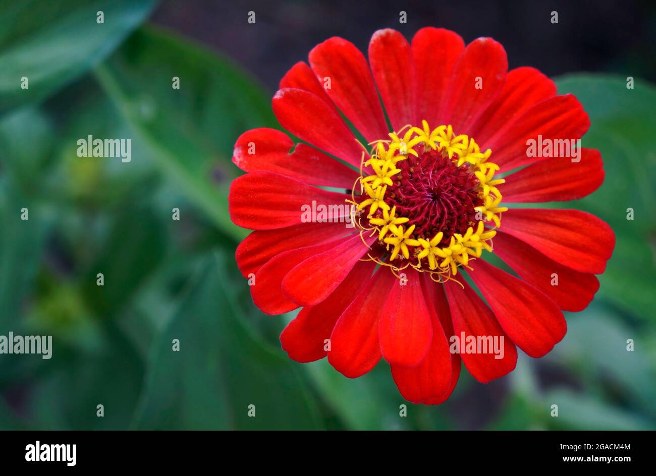 Rote Zinnia-Blume (Zinnia elegans) Stockfoto