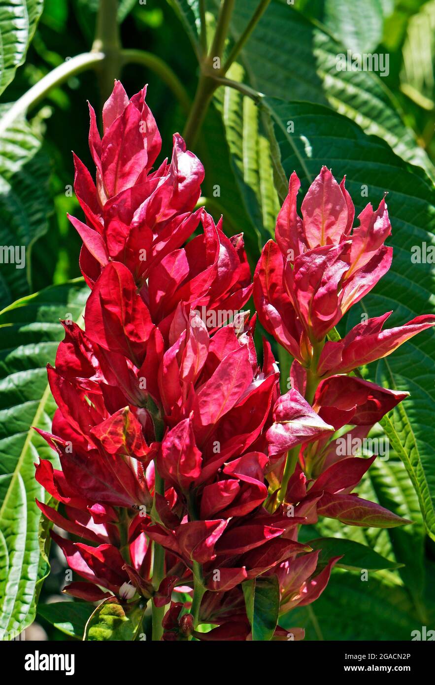 Brasilianische rote Umhang-Blüten (Megaskepasma erythrochlamys), Diamantina, Brasilien Stockfoto