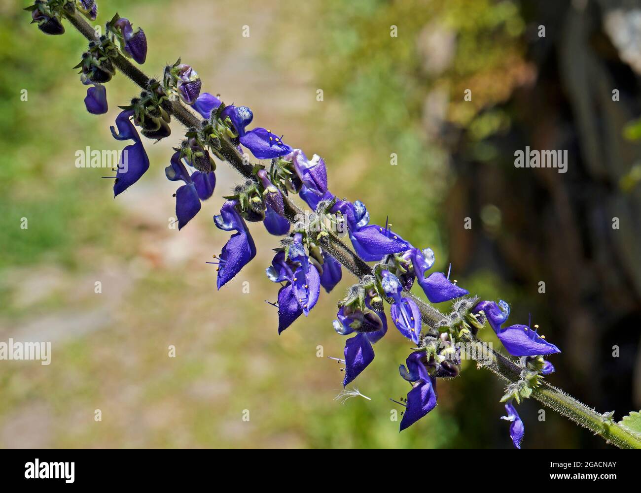 Brasilianische Boldo-Blüten (Plectranthus barbatus), Diamantina, Brasilien Stockfoto