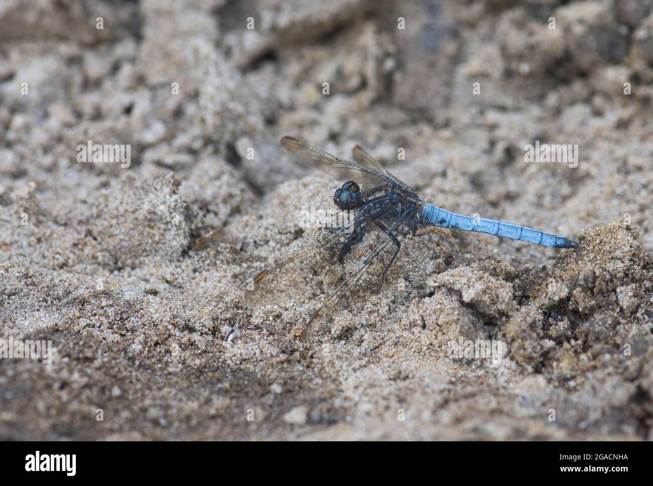 Männliche Kielskimmer (Orthetrum coerulescens) Libelle Stockfoto