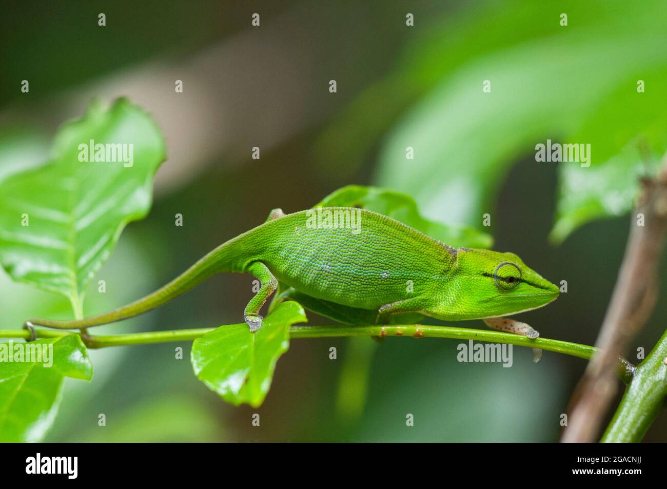 Weibliches malagasisches Chamäleon mit Seitenstreifen (Calumma gastrotaenia) Stockfoto