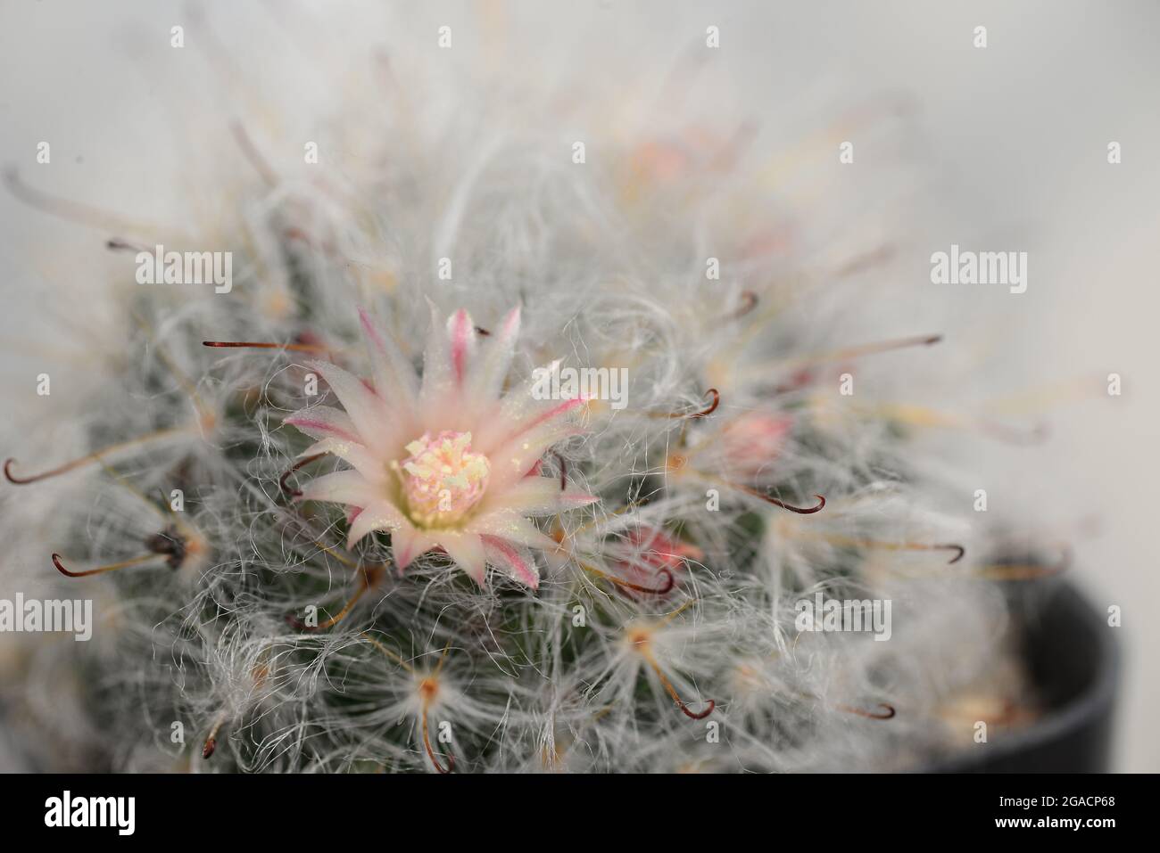 Mammillaria bocasana cv. Multilanata ist eine ausgewählte Sorte, die dicht mit weißen Wollhaaren bedeckt ist, ähnlich wie Mammillaria bocasana cv. Es ist häufig Stockfoto