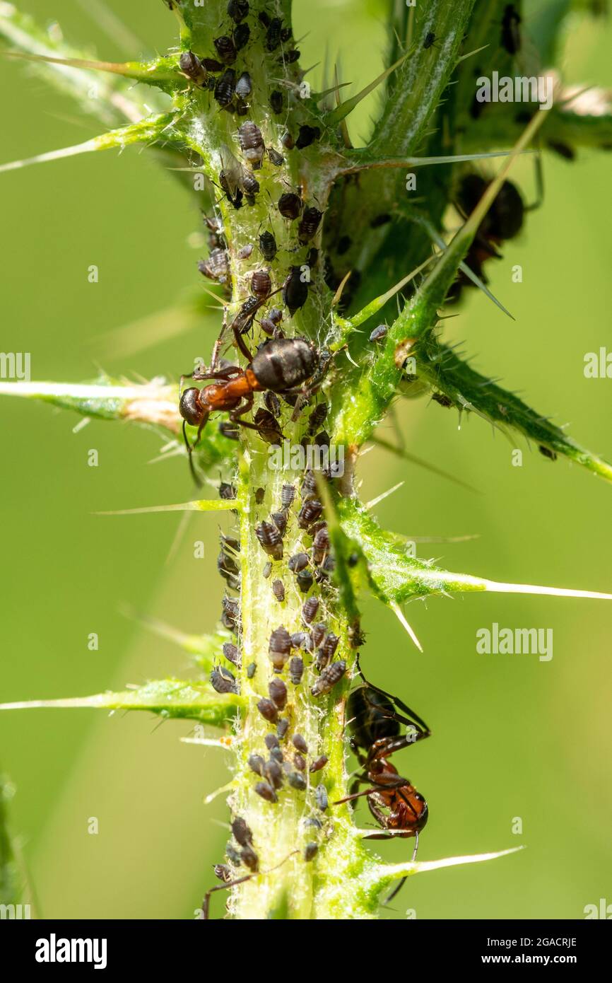 Südlicher Waldameisen (Formica rufa), der im Sommer Blattläuse auf einem Distelstamm, Großbritannien, anbaute Stockfoto