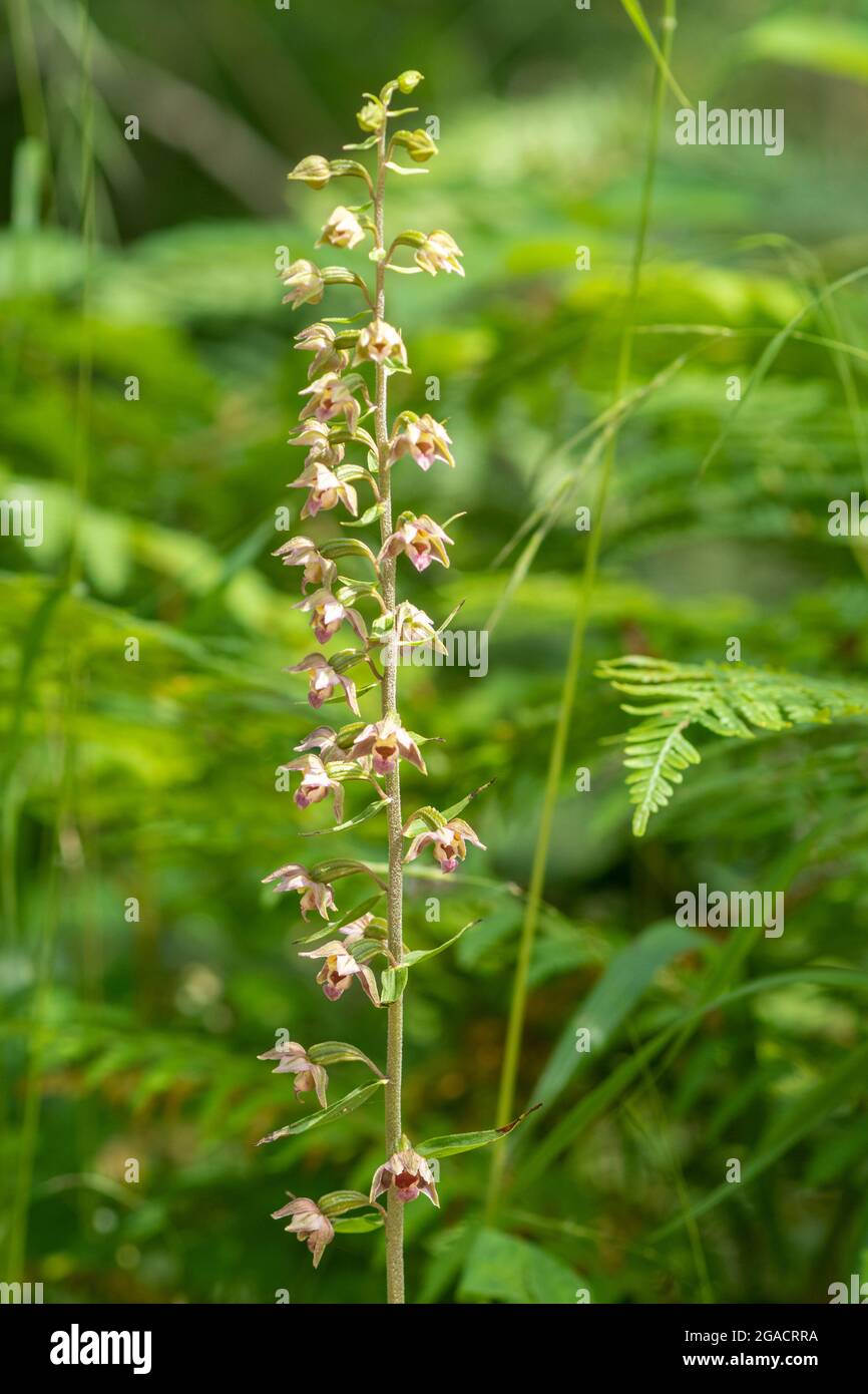 Breitblättrige Helleborine-Orchidee (Epipactis Helleborine), eine Wildblume, die auf einer Waldfahrt wächst und im Juli oder Sommer in Großbritannien blüht Stockfoto