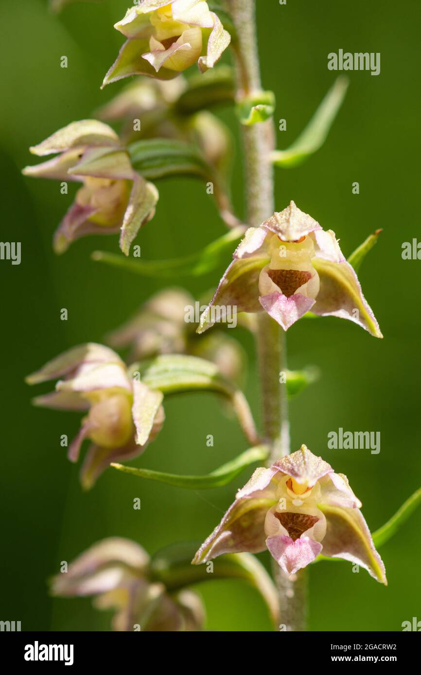 Breitblättrige Helleborine-Orchidee (Epipactis Helleborine), eine Wildblume, die auf einer Waldfahrt wächst und im Juli oder Sommer in Großbritannien blüht Stockfoto