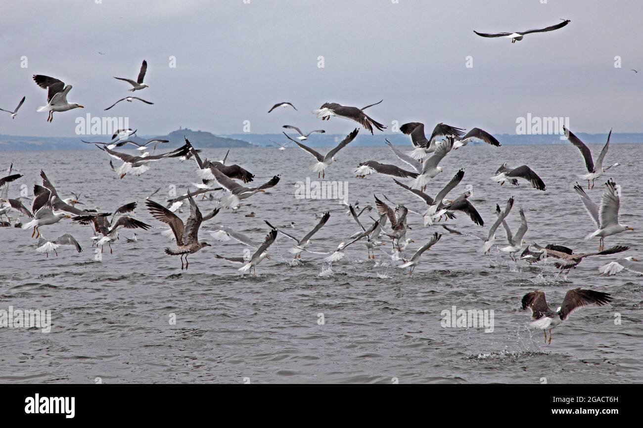 Portobello, Edinburgh, Schottland, UK Wetter. Juli 2021. Bewölkt und milde 17 Grad am Meer. Im Bild: Fressrausch einer Vielzahl von Möwenseevögeln im Firth of Forth. Quelle: Arch White/Aamy Live News. Stockfoto