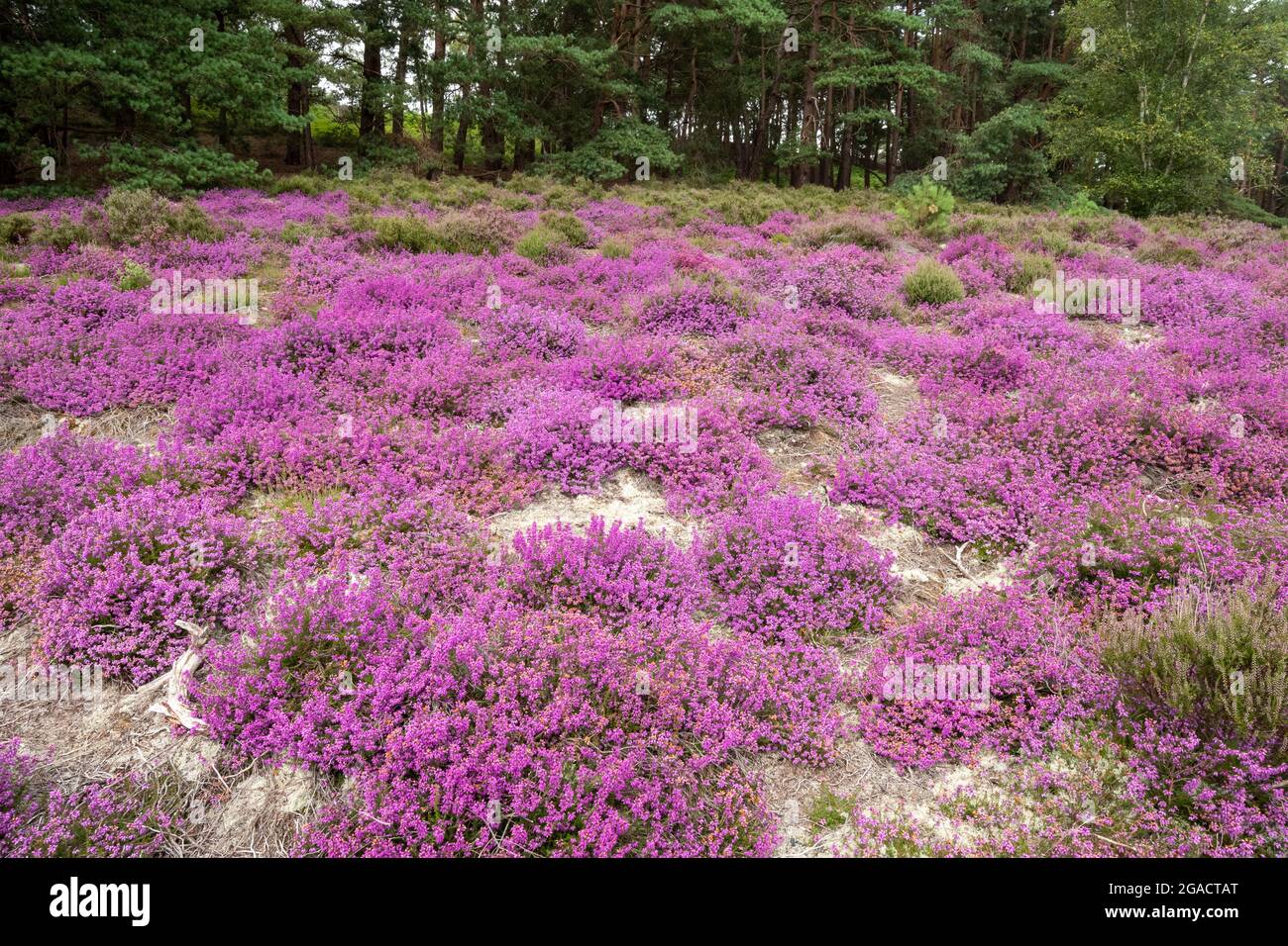 Bunte Glockenheide Erica cinerea blüht im Juli oder Sommer bei Frensham Common in Surrey, England Stockfoto