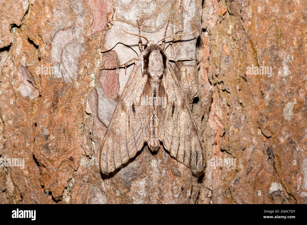 Kieferfalke (Sphinx pinastri), die auf einem baumstamm aus schotten ruht, UK, Insektentarnung Stockfoto