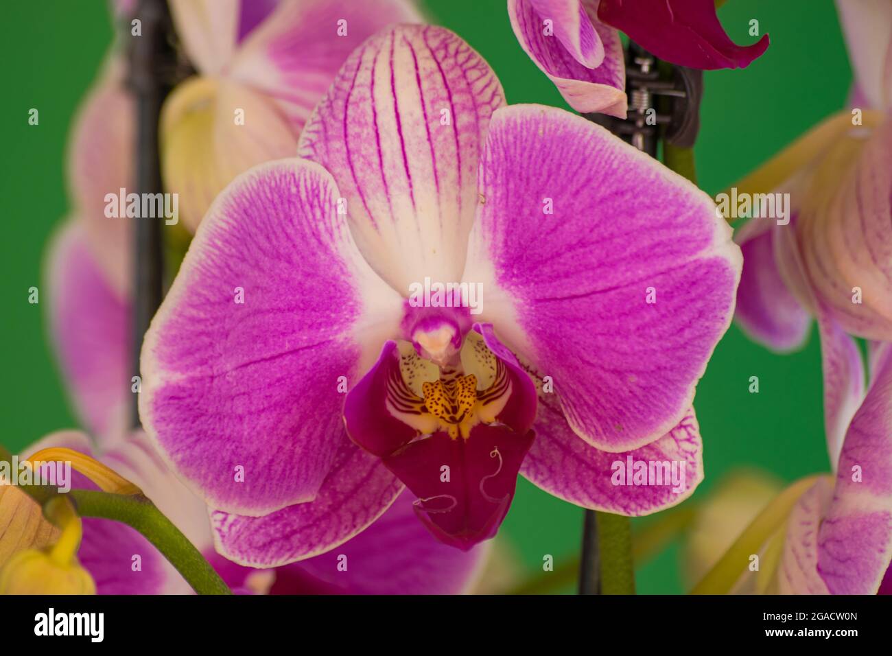 Violette und weiße Orchidee (Phalaenopsis), blühend mit grünem Hintergrund, aus der Nähe Stockfoto