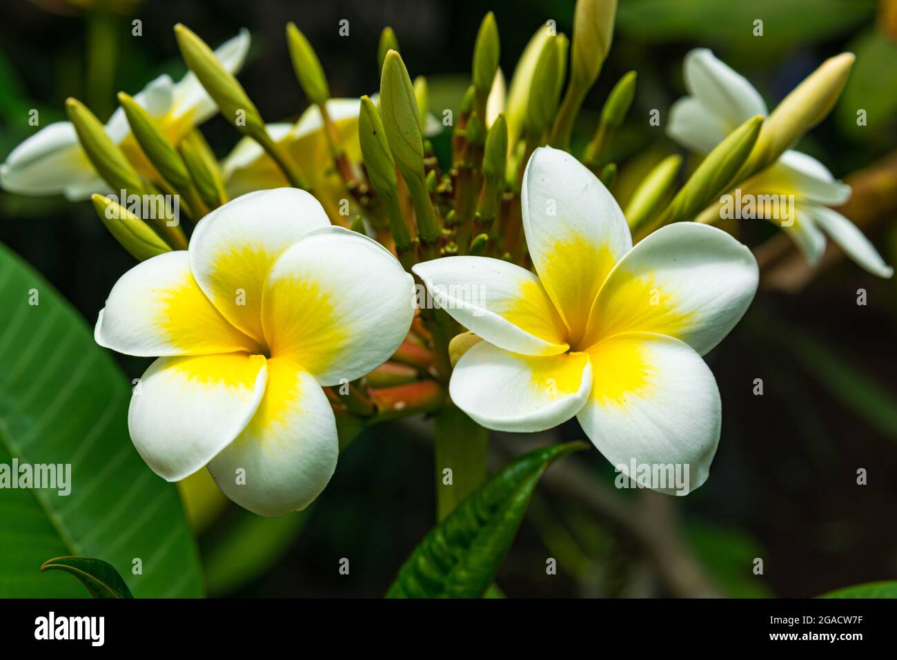 Plumeria rubra blüht, mit grünen Blättern Hintergrund Stockfoto