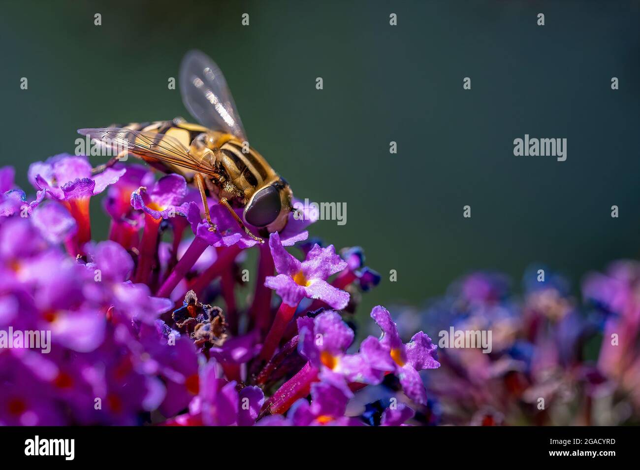 Nahaufnahme einer imitischen Schwebefliege (Syrphidae) auf Buddleia blüht im Sonnenschein. Stockfoto