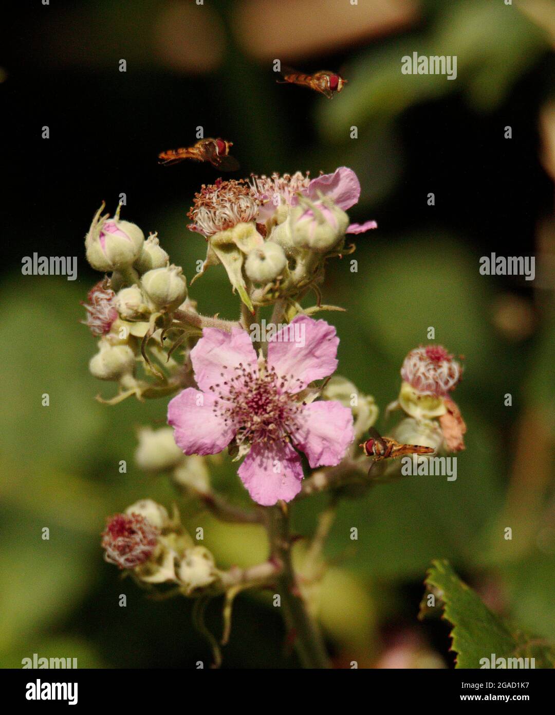 Schwebfliegen waren zu Bramble-Nektar attraktiv Stockfoto
