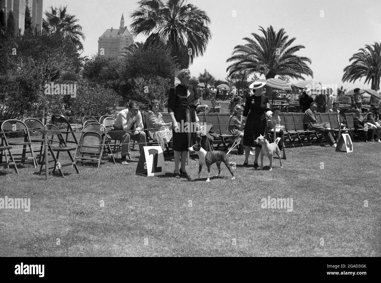 1950s, historisch, Hundeschau, Kalifornien, USA, Elegant gekleidete Damen mit den Haustierhunden, die auf dem Rasen neben einer Nummer stehen. Stockfoto