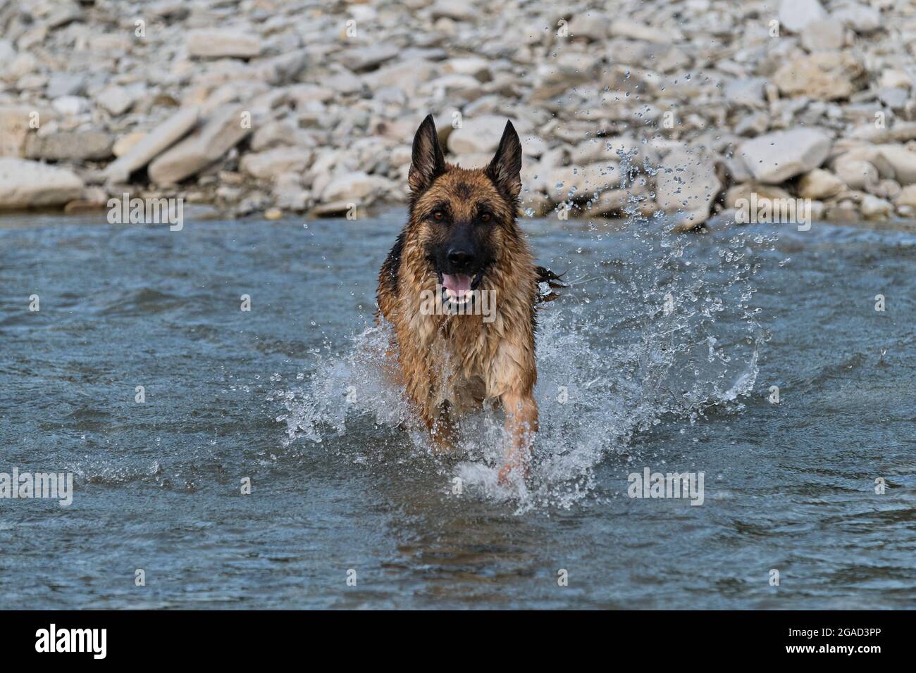 Schöne Schäferhund von schwarzer und roter Farbe läuft entlang Fluss mit glücklicher Schnauze und Spritzer fliegen in verschiedene Richtungen von unter Pfoten. Gehen Stockfoto