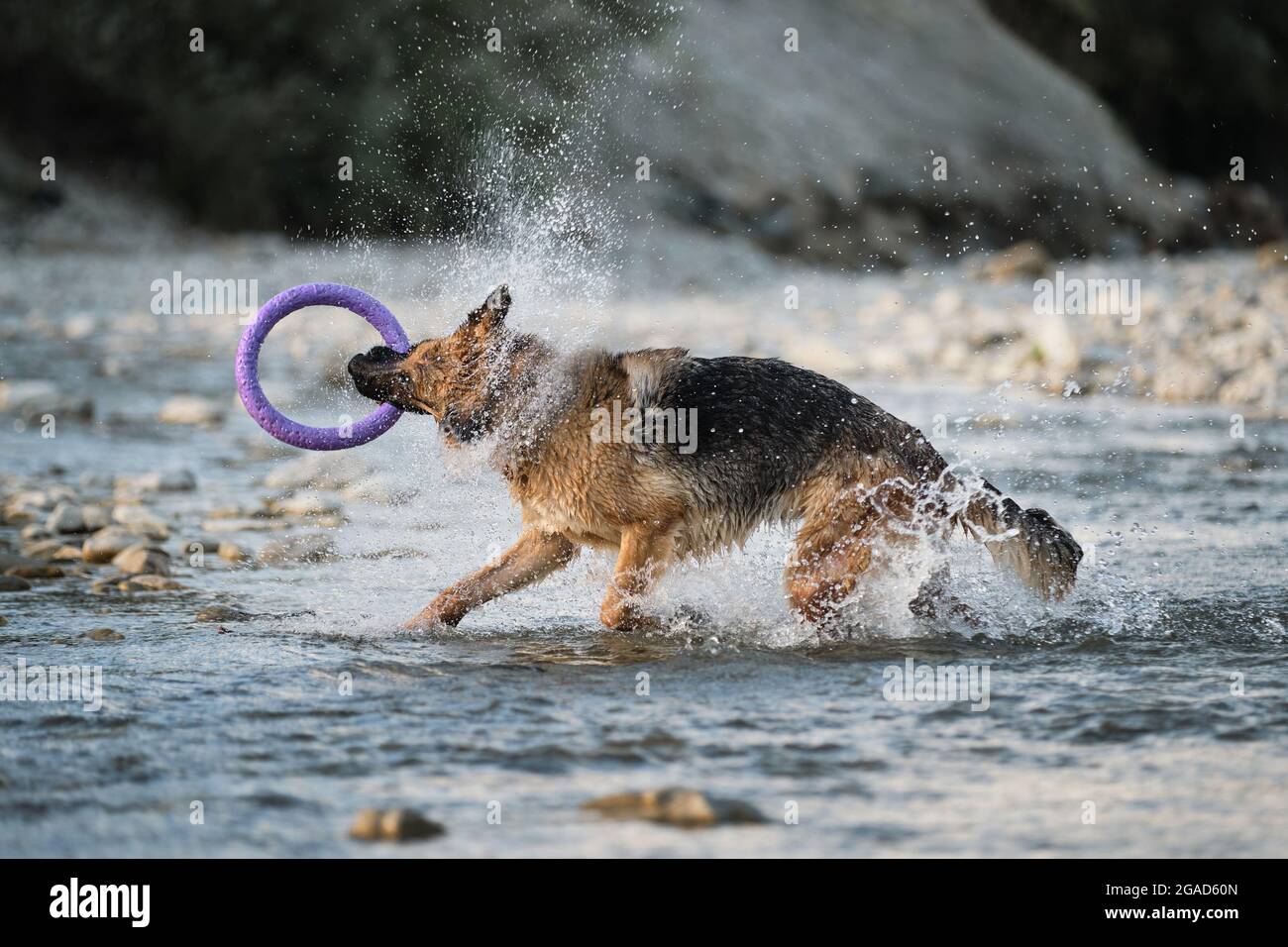 Schwarz und rot Deutscher Schäferhund steht im Fluss und schüttelt Wasser, hält blauen Spielzeugring in seinem Mund. Sprühen Sie Fliegen in verschiedene Richtungen. Einfrieren ti Stockfoto