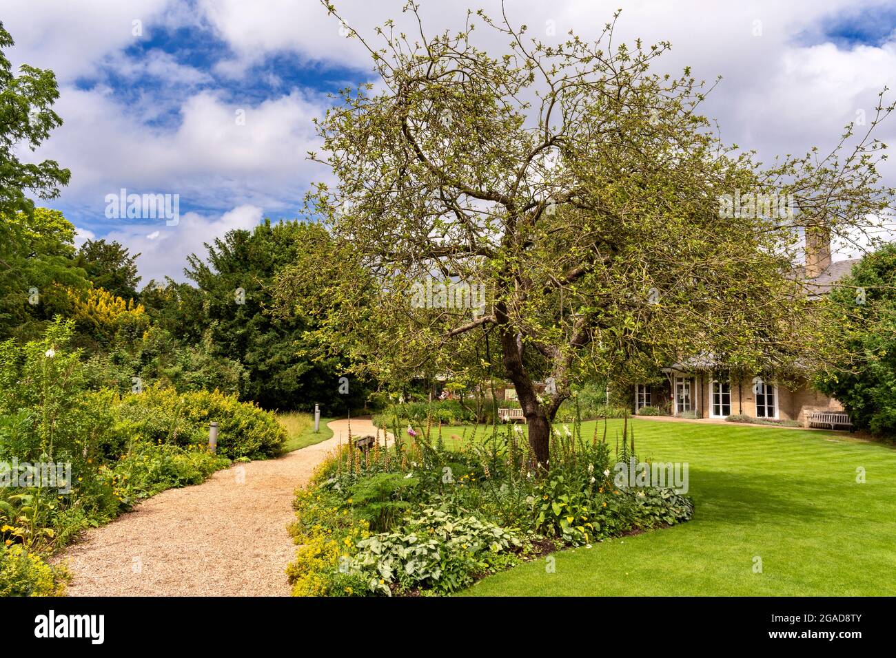 BOTANISCHER GARTEN DER CAMBRIDGE ENGLAND UNIVERSITY NEWTON'S APFELBAUM VOR DER LODGE IM SOMMER Stockfoto