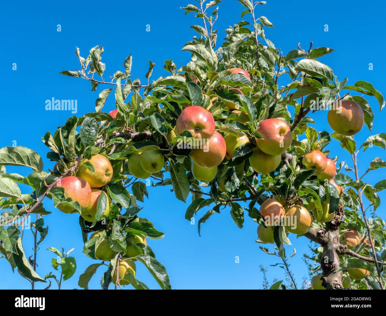 Reifen Äpfel auf einem Baum. Apfelernte in Obstplantage Stockfoto