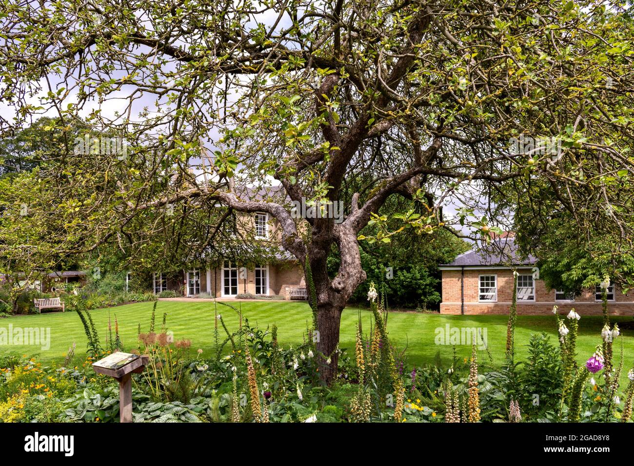 BOTANISCHER GARTEN DER CAMBRIDGE ENGLAND UNIVERSITY NEWTON'S APFELBAUM VOR DER LODGE Stockfoto