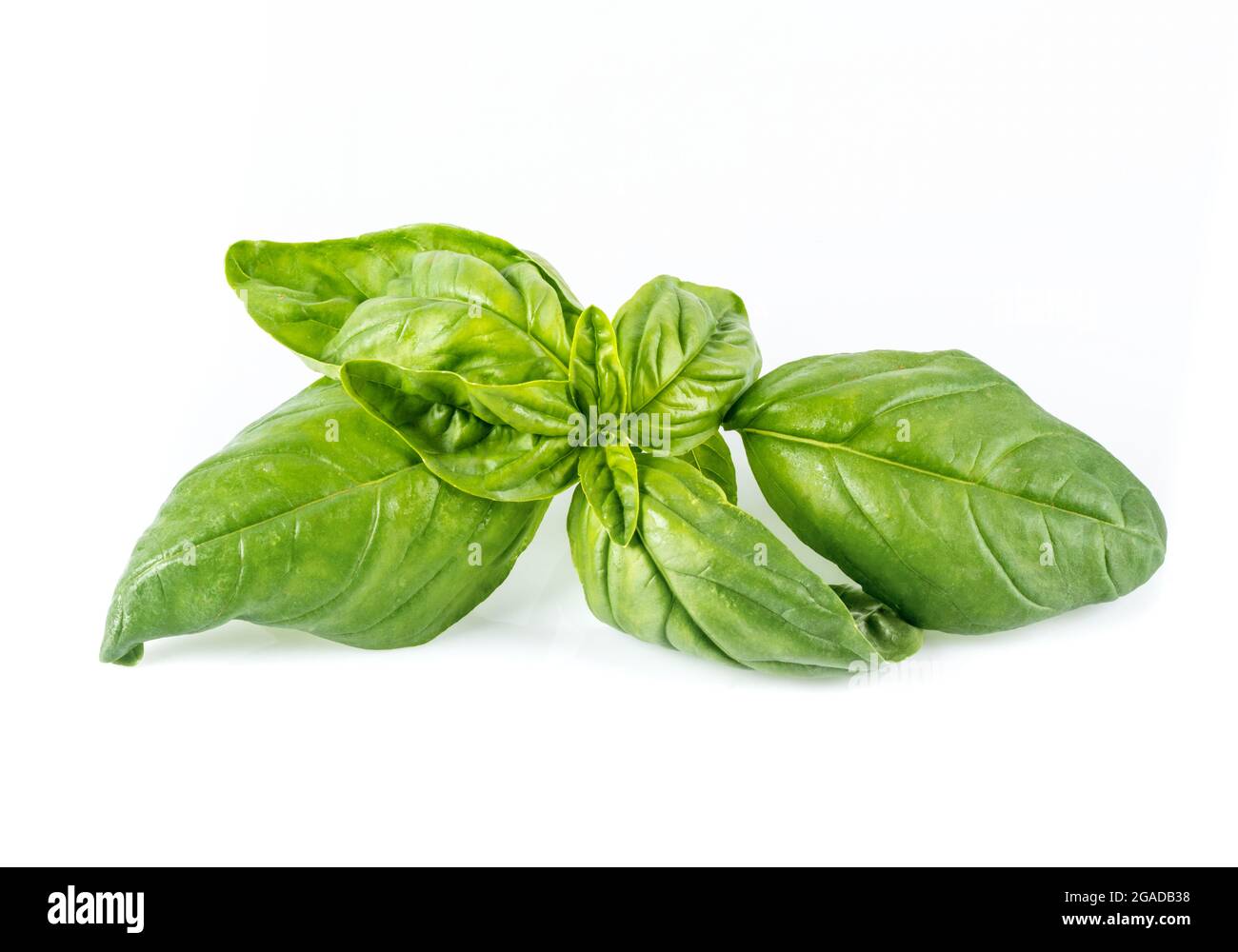 Frisches Basilikum (ocimum basilicum) auf weißem Hintergrund. Stockfoto