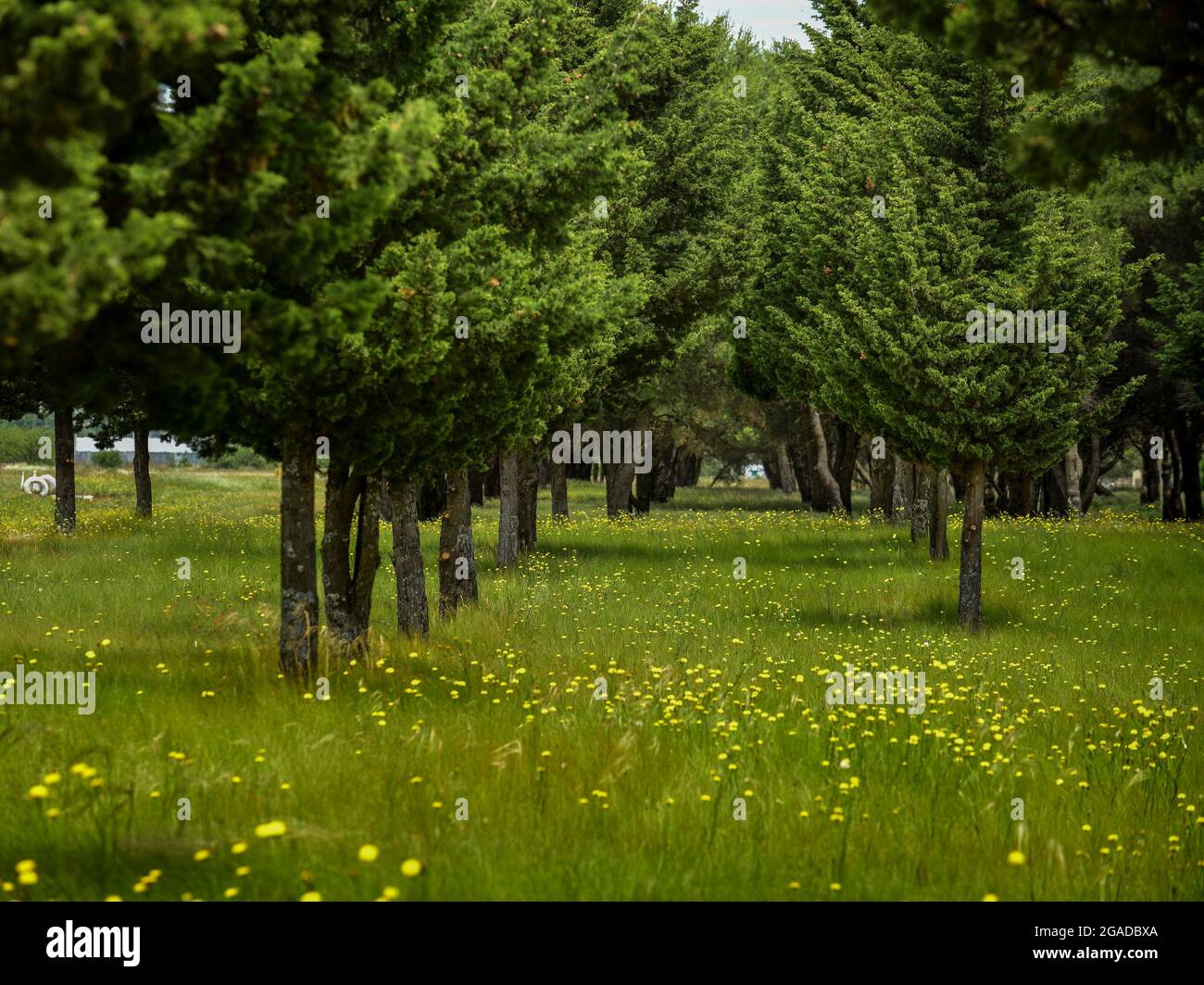 Wilde Flora, Blumen im Frühling in der Pampas-Landschaft, Provinz La Pampa, Patagonien, Argentinien Stockfoto