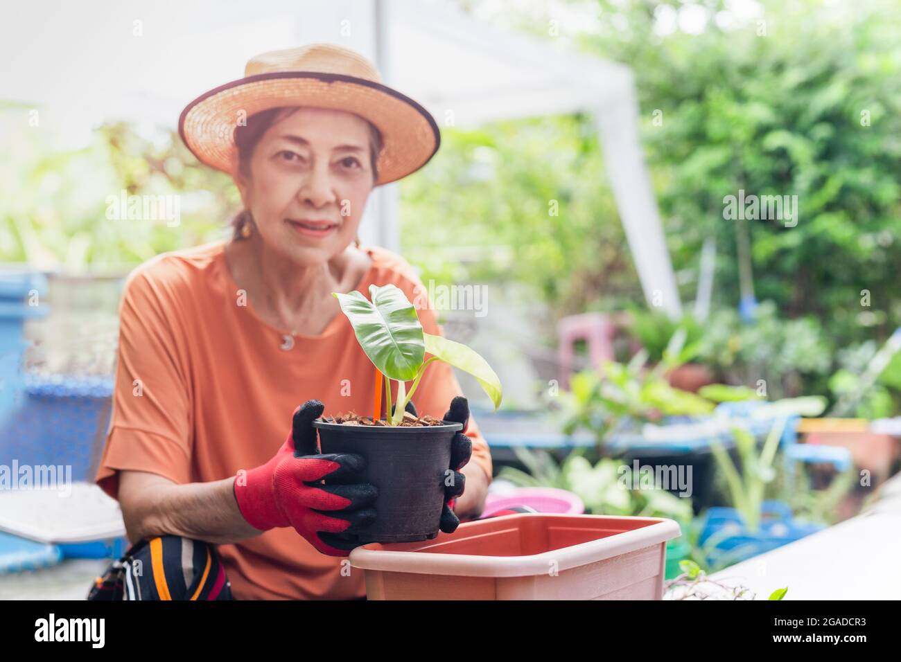 Porträt einer älteren Frau, die im Garten mit der Hand arbeitet, die eine junge Pflanze hält. Stockfoto