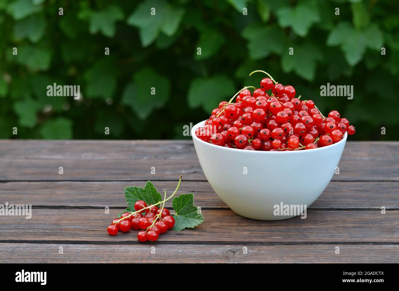 Frisch gepflückte rote Johannisbeere in einer weißen Schale auf einem rustikalen Holztisch. Konzept Bio-Gartenarbeit. Stockfoto